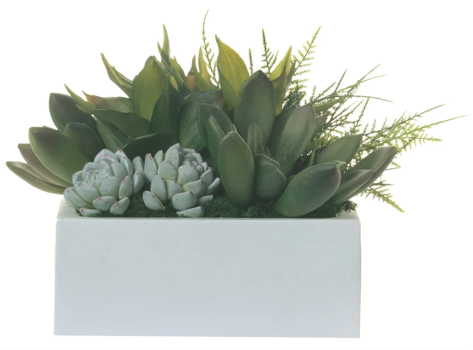 9" Sebastian Square Planter with Succulent Arrangement